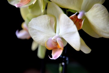 Fototapeta premium Orchidées