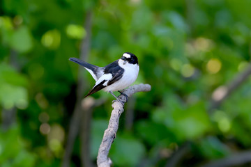 Close-up portrait of a male collared flycatcher (Ficedula albicollis) sitting on a branch against a blurred background. Tick struck under the bird's beak