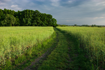 Grassy road through ripening rape, forest and clouds