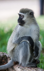 Kruger Park 17