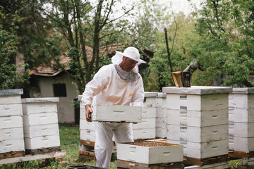 apiarist in white protective wear working with bees hives