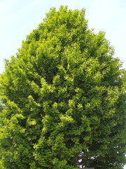 初夏の若葉の銀杏の大木