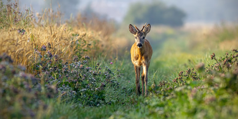 Roe deer, capreolus capreolus, buck walking along grain field in the sunny summer morning. Curious wild young roebuck approaching in nature with space for copy. © WildMedia
