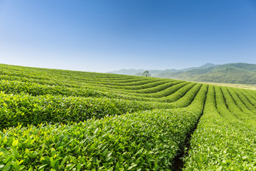 Fototapeta na wymiar beautiful tea plantation scenery