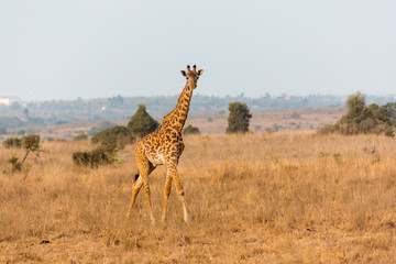 giraffes in the plains of africa