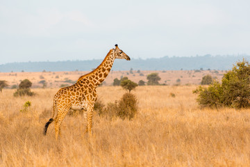Naklejka na ściany i meble giraffes in the plains of africa
