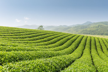 Fototapeta na wymiar beautiful tea garden