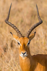 impalas on the plains of africa