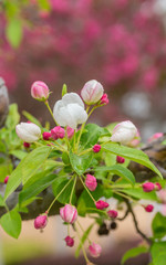 Fototapeta premium Begonia flowers and flower buds open in spring, outdoors，Malus spectabilis