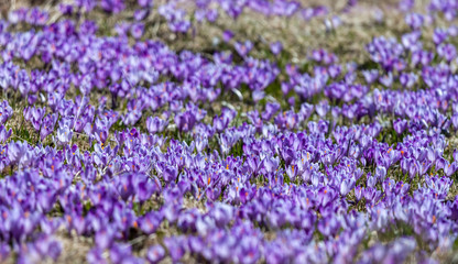 field of crocus flowers can be background