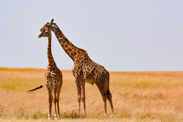 Giraffe family love with a savannah background in Kenya.