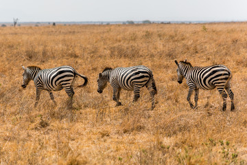Fototapeta na wymiar family of zebras