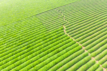 Fototapeta premium green tea plantation, aerial view