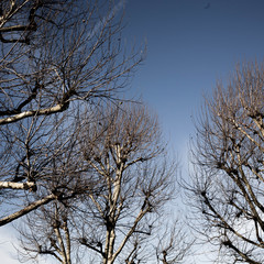 Tall Trees in Winter With No Leaves