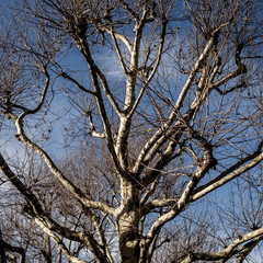Tall Trees in Winter With No Leaves