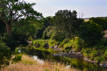 Fototapeta na wymiar Green leafy river in Kenya