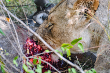 Lioness eating a wildebeest after hunting in Kenya