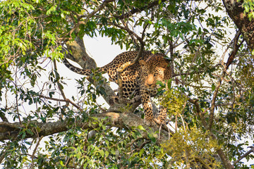 Scary leopard gaze. The awakening of a leopard lied on top of a tree, Kenya