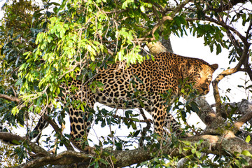 The awakening of a leopard lied on top of a tree, Kenya