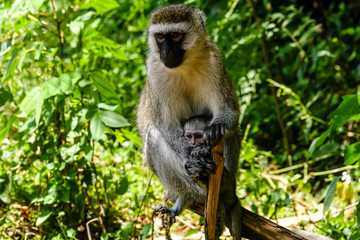 monkeys on the branches, caring mother