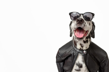 Dalmatian dog dressed up in black jacket with dark sunglasses isolated on white background. Rocker...