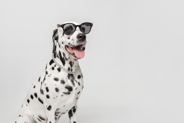 Dalmatian dog portrait with tongue out isolated on white background. Cool dog in black glasses. Dog looks right. Copy space