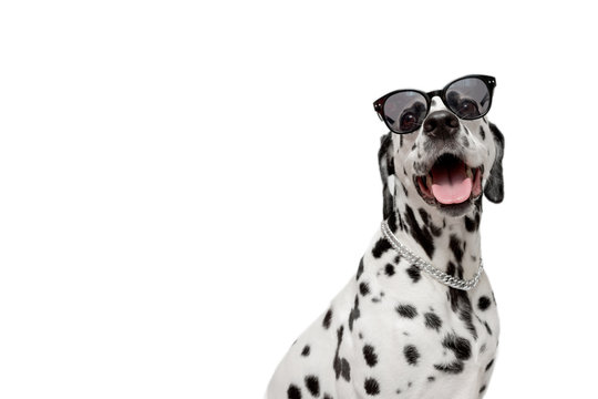 Dalmatian dog portrait with tongue out isolated on white background. Cool dog in black glasses. Copy space