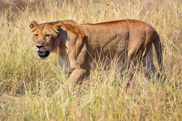 Obraz na płótnie Canvas Elegant lioness hunting in Kenya.