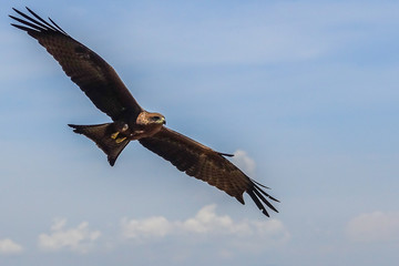 eagle soaring over the lake for a hunt