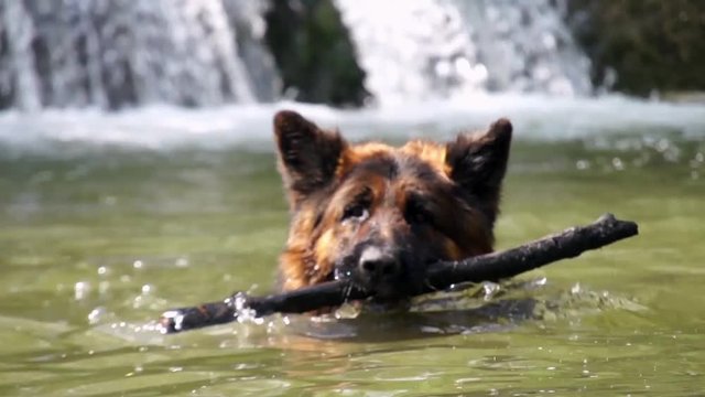Dog in water
