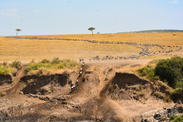 Mara river crossing of wildebeest in Kenya