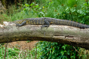 a african large lizard