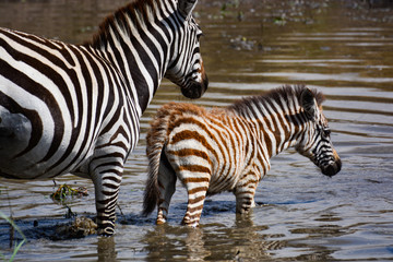 Fototapeta na wymiar Tiny baby zebra having a bath in Masai Mara, Kenya