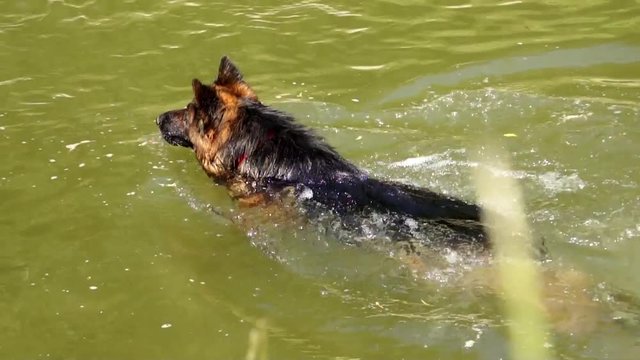 Dog in water