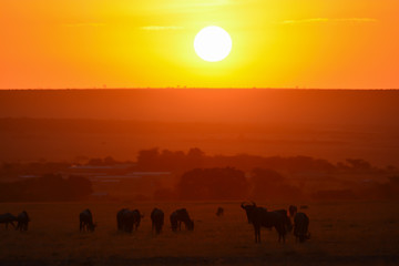 Fototapeta na wymiar Red sharp sunrise with wildebeest silhouette in Africa