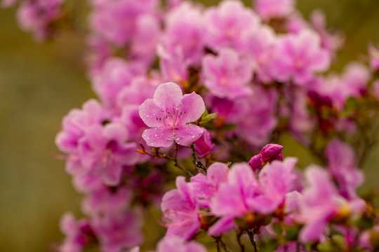 flowering of maralnik, bagulnik in early spring in the Altai mountains