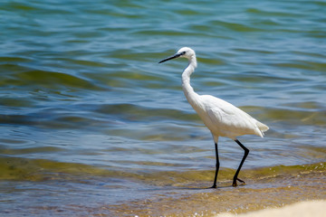 little egret on the shores of lake victoria