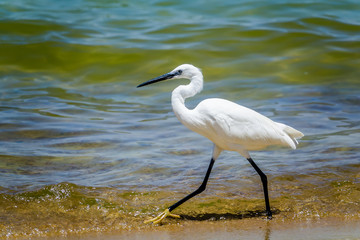 little egret on the shores of lake victoria