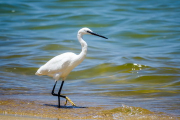 little egret on the shores of lake victoria