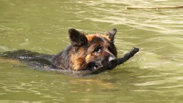Dog in water