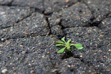 The grass sprout breaks through the crack in the asphalt after the rain