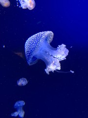 Naklejka na ściany i meble Aquarium méduse aux couleurs vives 