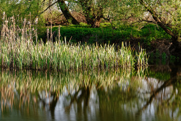In the water of a tributary of the river Elbe reeds are reflected, partly slight movement of the blades by wind, trees in the background, spring mood, long exposure - Germany, Dresden, Cossebaude