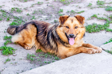 The brown shaggy dog lies on the ground. The dog protects the farm_