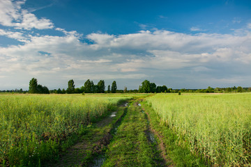 Obraz premium Ground road through a green growing field of rapeseed, horizon and clouds on a sky