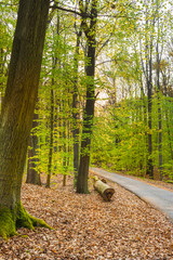 Fototapeta premium Way Straight at Forest with felled Tree Trunk as Bench Seat / Small asphalt road through tranquil deciduous forest at springtime, dry autumn leaves at ground (copy space)