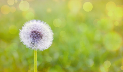 White dandelion on a blurry background with bokeh. Copy space_