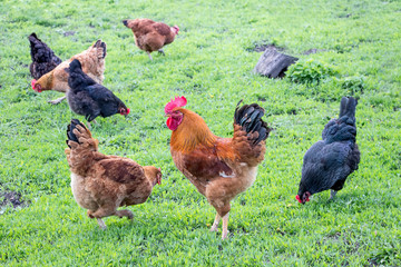 A cock and a chickens in a farm garden eat grass_