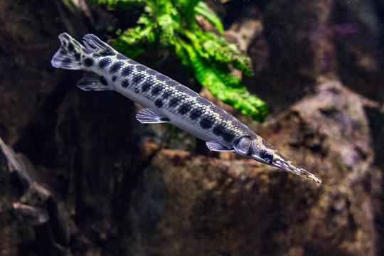 Long-shelled shell (Longnose gar or needlenose gar) a tropical fish from america and mexico.