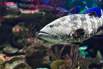 Giant grouper fish swimming in dark aquatic ambiance